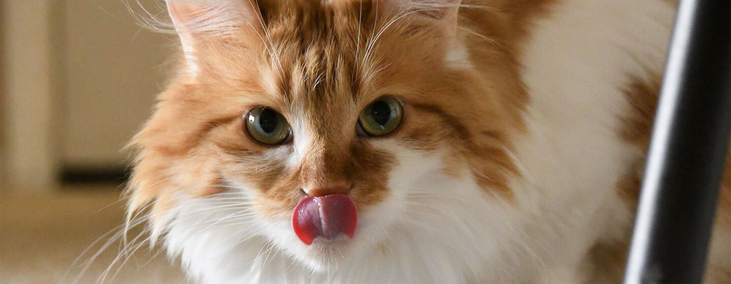 Cat Licking Why Does My Cat Lick Me? Purina